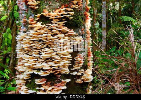 Halterung Pilze wachsen auf einem toten Baum im Regenwald von Ecuador Stockfoto