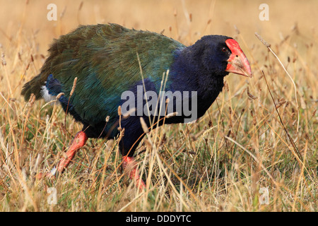 Takahe - Heimat Neuseeland Vogel Stockfoto