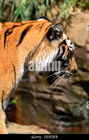 Sibirischer Tiger = Panthera Tigris Altaica Stockfoto