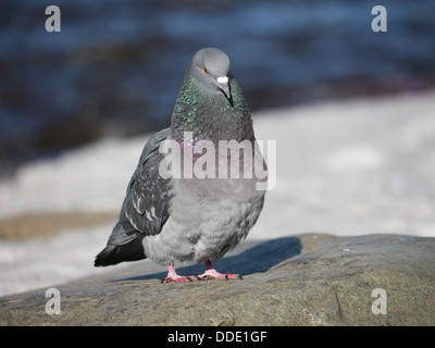 Porträt einer zu Fuß Taube in Wintertag Stockfoto