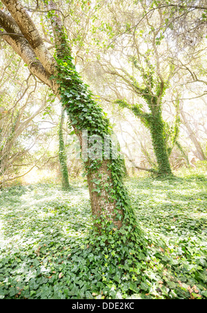 Die magische und geheimnisvolle Bäume Los Osos Eichen staatlichen Naturschutzgebiet. Stockfoto