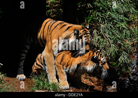 Sibirischer Tiger = Panthera Tigris Altaica Stockfoto