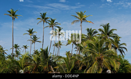 Ein Wald von Palmen wachsen auf den San Blas Inseln. Stockfoto