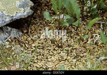 Norwegen-Lemming, norwegische Lemming, Scat, Kot, Berglemming, Berg-Lemming, Lemming, Solucao, Kot, Kotpillen, Lemmus Lemmus Stockfoto