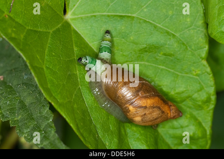 Bernsteinschnecke, Bernsteinschnecke, Grünbanderbrutschsack, Bernsteinschnecke, Succinea putris, Saugwurm, Leucochloridium paradoxum Stockfoto