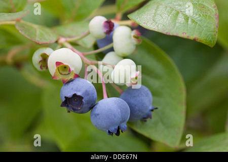 Vaccinium Corymbosum. Heidelbeeren Reifen auf den Busch. Stockfoto