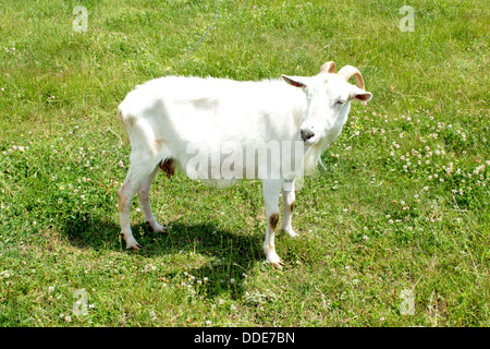 Bild der Ziege auf einer grünen Weide grasen Stockfoto