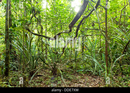 Lianen schlängelt sich durch den Regenwald des Amazonas Stockfoto