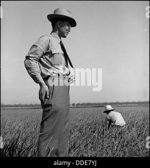 Mountain View, Kalifornien. Henry Mitarai, 36, im Zwiebelfeld "auf seiner mechanisierten Farm vor e... 537617 Stockfoto