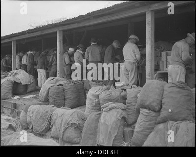 In der Nähe von Stockton, Kalifornien. Arbeiter von japanischer Abstammung schneiden Saatkartoffeln auf einem großen - skalieren Ranch... 537663 Stockfoto