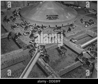 Newberry County, South Carolina. Ein weiterer Blick auf ein brütendes Zimmer mit Draht-Boden und elektrische Br... 522683 Stockfoto