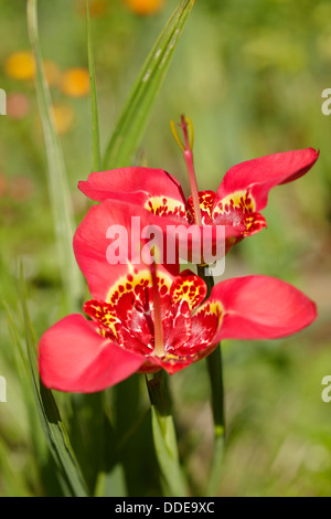 Nahaufnahme der roten Tigridia-Blüten (Tigridia pavonia), die in einem Garten wachsen. Stockfoto