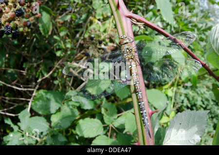 Migrationshintergrund Hawker, Aeshna mixta Stockfoto