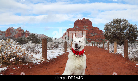 Weiße Schäferhund tragen Bell-Halsband auf dem Bell Rock Weg mit Bell Rock in der Ferne Stockfoto