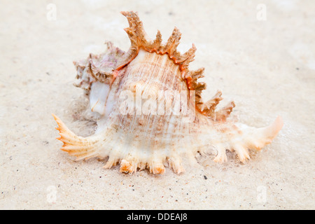 Muschel am Ufer Stockfoto