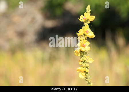 Gelbe Blüten in dicht blühende Königskerze (Verbascum Densiflorum). Ort: Männliche Karpaty, Slowakei. Stockfoto