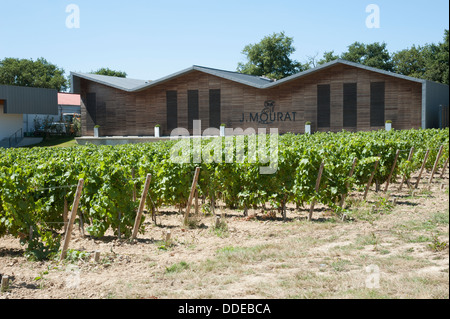 Weingut J Murat und Reben Mareuil sur lag in der Vendee Region Frankreich Stockfoto