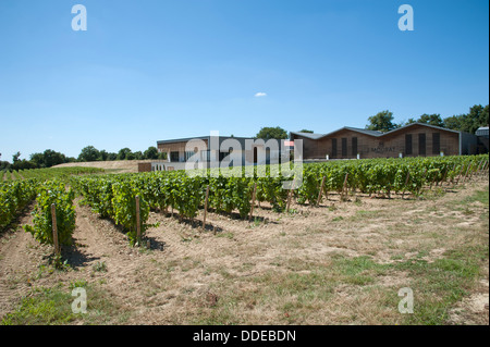 Weingut J Murat und Reben Mareuil sur lag in der Vendee Region Frankreich Stockfoto