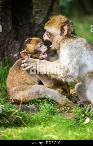 Streitereien Berberaffen Stockfoto