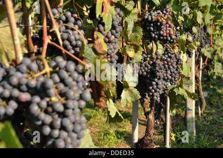 Reife Trauben auf Weinreben bereit für die Ernte in der Region Piemont (Piemonte) in Norditalien. Stockfoto