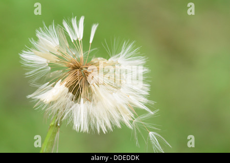 Makroaufnahme einer Blume Löwenzahn vor einem grünen Hintergrund Stockfoto