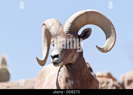 Bighorn Schafe in Arizona gegen blauen Himmel; die Lage ist Arizona-Sonora Desert Museum in Tucson, Arizona, Vereinigte Staaten von Amerika; Stockfoto