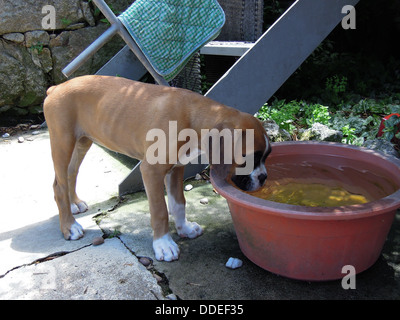 Boxer Welpen Trinkwasser aus einem großen Becken Stockfoto