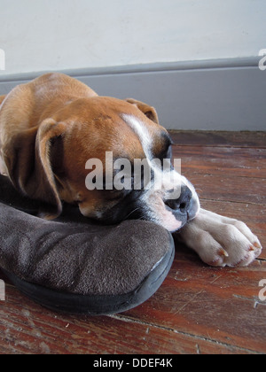 Welpen Boxer schlafen auf einem Schuh Stockfoto