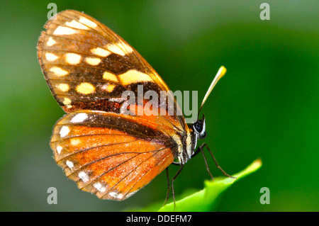 Wunderschöner Tiger nachahmen Schmetterling auf einem Blatt Stockfoto