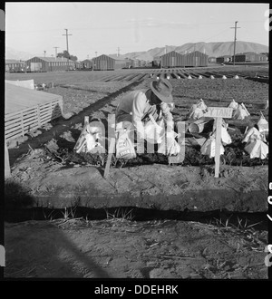 Manzanar Relocation Center, Manzanar, Kalifornien. Evakuierten japanischer Abstammung wachsen Flouris... 537980 Stockfoto