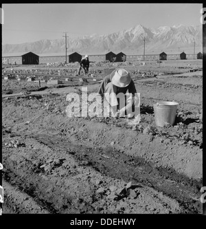 Manzanar Relocation Center, Manzanar, Kalifornien. Evakuierten japanischer Abstammung wachsen Flouris... 537982 Stockfoto