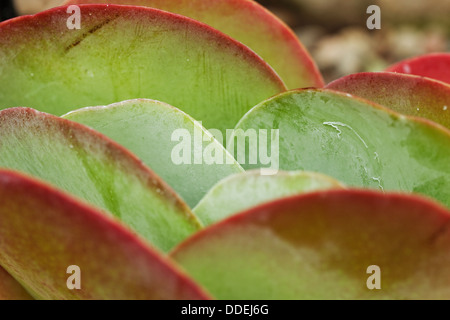 Paddel (Crassulaceae Kalanchoe Thyrsiflora) grüne saftige Pflanze mit roten Kanten Stockfoto