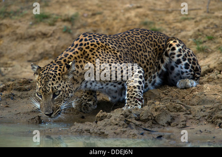 Sri Lanka Leopard Trinkwasser aus einer Pfütze (Panthera Pardus Kotiya) Stockfoto