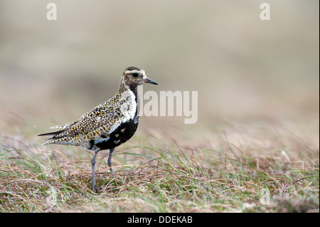 Europäische Goldregenpfeifer (Pluvaris Apricaria) Stockfoto