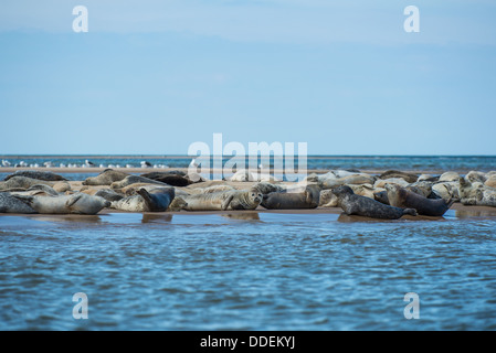 Grau und gemeinsamen Seehunde sonnen sich auf Blakeney Point. Stockfoto