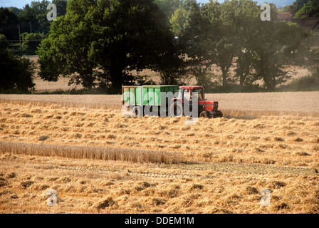 Roter Traktor grün Anhänger in einem abgeernteten Feld ziehen Stockfoto