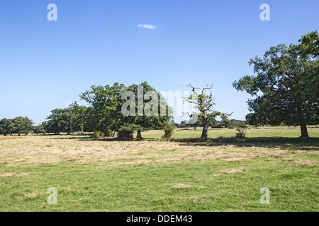 Surrey Landschaft im Sommer, mit der Baumreihe mit einer Eiche mit Anzeichen von plötzlicher Eiche Tod Stockfoto