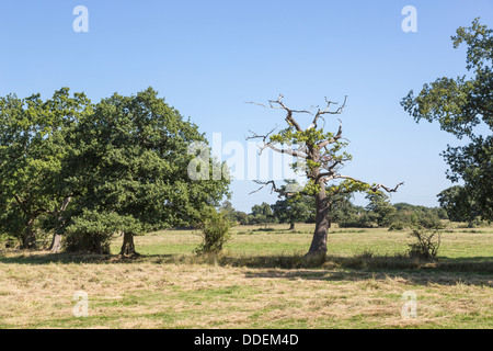 Surrey Landschaft im Sommer, mit der Baumreihe mit einer Eiche mit Anzeichen von plötzlicher Eiche Tod Stockfoto