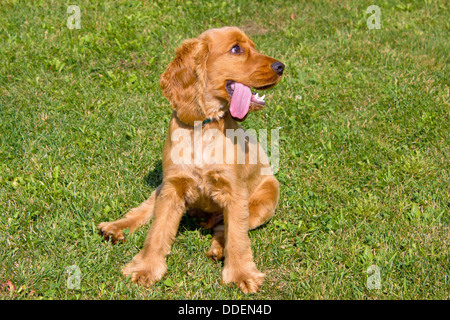 Junge rote English Cocker Spaniel Hund auf grünen Rasen Hintergrund Stockfoto