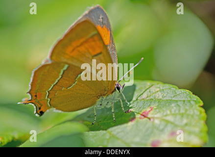 Braun Zipfelfalter-Thekla Betulae (weiblich) Schmetterling. UK Stockfoto