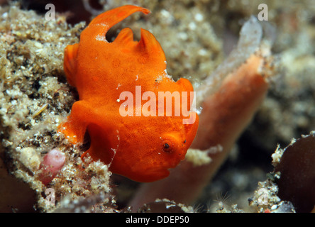 Nahaufnahme von einer kleinen rot bemalten Anglerfisch (Antennarius Pictus), Lembeh Strait, Indonesien Stockfoto