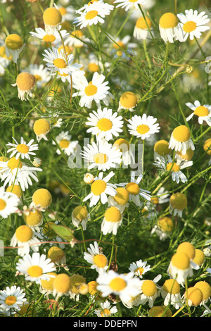 Weiß-gelben Blüten der wilden Kamille (Matricaria Recutita). Ort: Männliche Karpaty, Slowakei. Stockfoto