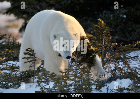 Junge Eisbären (Ursus Maritimus) zu Fuß auf Tundra und kratzen am Kiefer, Churchill, Manitoba, Kanada. Stockfoto