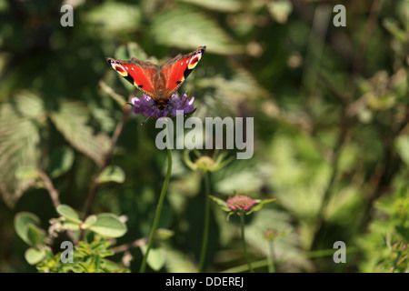 Europäische Pfau (Inachis Io). Ort: Strazovske Vrchy, Slowakei. Stockfoto