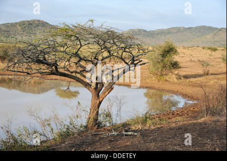 Panthera Leo Stockfoto