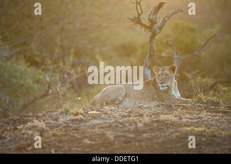 Panthera Leo Stockfoto