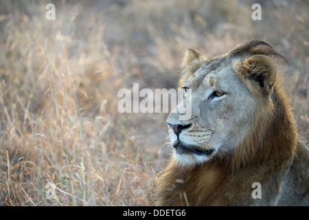 Panthera Leo Stockfoto