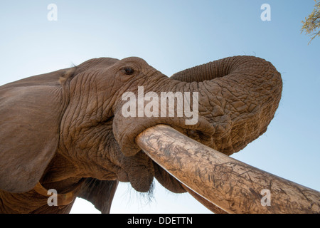 Elefant Stockfoto