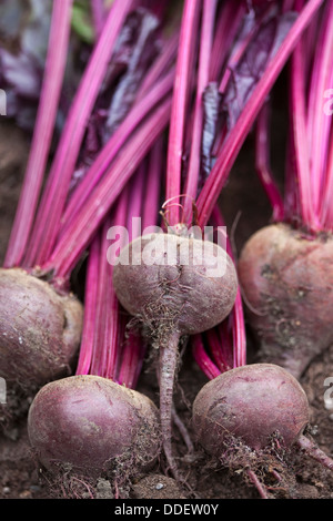 Eine Gruppe von rote Beete frisch aus dem Boden gegraben Stockfoto