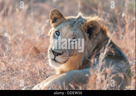 Panthera Leo Stockfoto